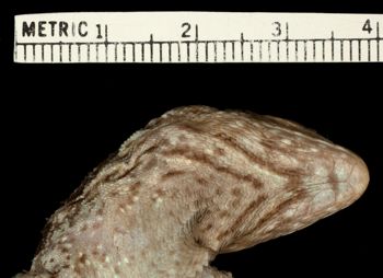 Media type: image;   Herpetology R-42056 Aspect: head ventral